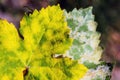 A dangerous disease of grape Mildew Ã¢â¬â downy mildew lat. Of plasmopara viticola